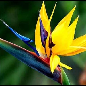 May include: A vibrant bird of paradise flower featuring bright yellow petals, a deep purple inner structure, and a long, pointed blue-green bract. The flower displays sharp, angular shapes and contrasting colors that stand out clearly.