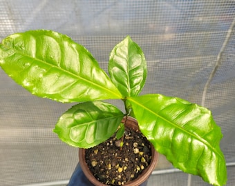 Camellia Tea Plant Live Starter Shrub Tree Large Leaf sinensis assamica