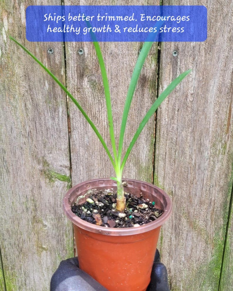 Drokesgreenhouse Agapanthus africanus Twister Plant - Thumbnail 3