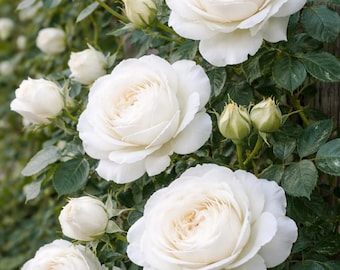 Climbing Rose Rosa Eden Climber White Live Starter Plant Semi Dormant Own Root Not Grafted