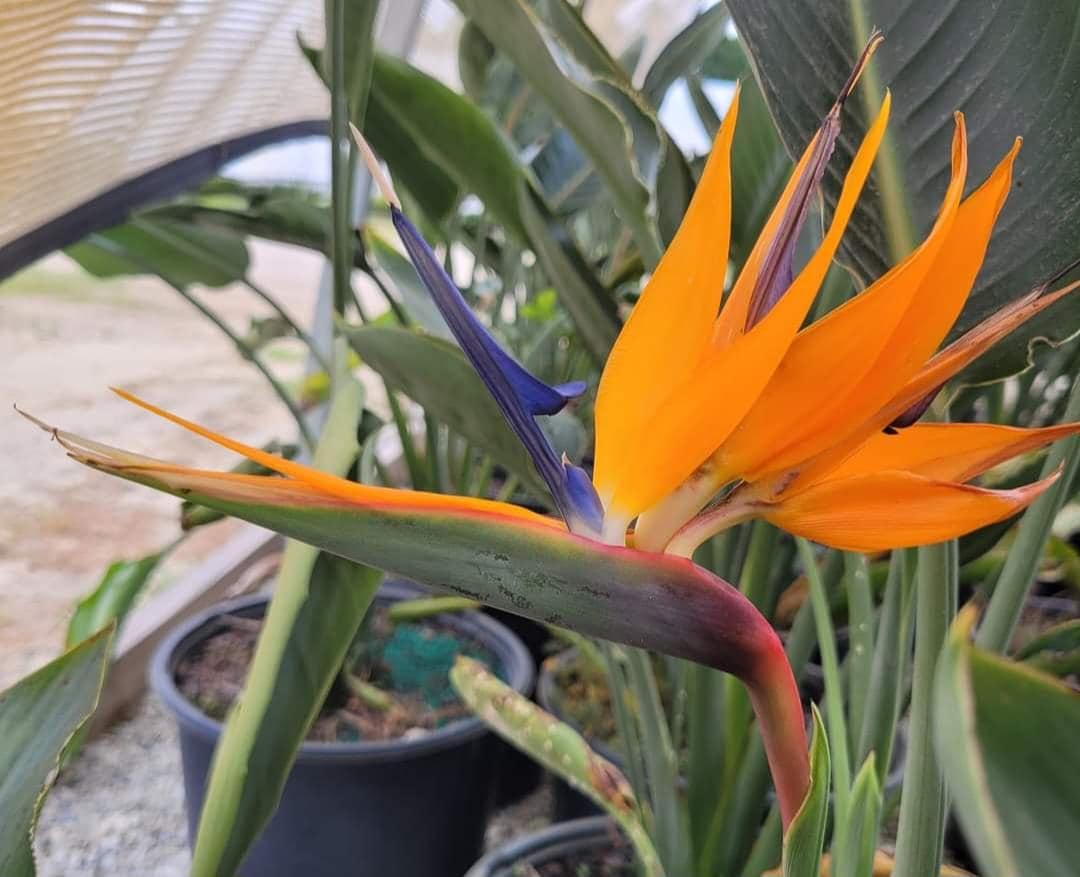 Strelitzia Bird of Paradise Orange Starter Plant Last Ones