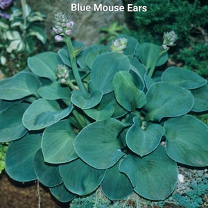Miniature Hosta Blue Mouse Ears Starter Plant