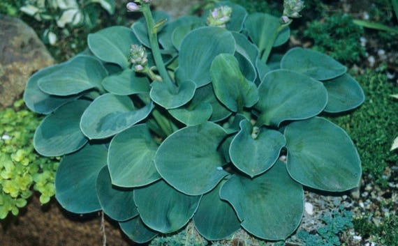 Hosta Dwarf Blue Mouse Ears Live Starter Plant