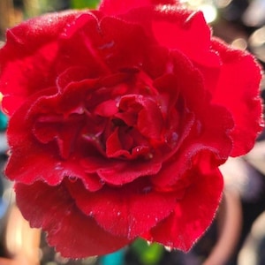 May include: A close-up of a vibrant red flower with multiple layers of petals. The flower's velvety texture and rich color are highlighted, with water droplets visible on the petals. The background is blurred, emphasizing the flower's details.