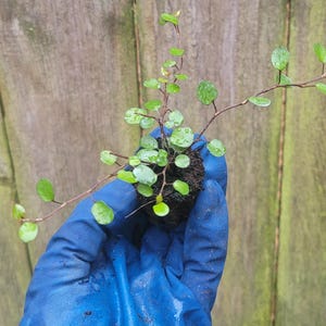 May include: A small plant with vibrant green leaves and delicate stems. The plant is held in a gloved hand, showcasing its fresh, healthy appearance. The leaves have a rounded shape and are covered in tiny water droplets.