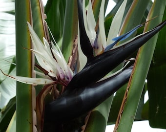 Strelitzia Bird of Paradise White Starter Plant