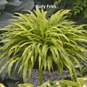 Miniature Hosta Curly Fries Starter Plant