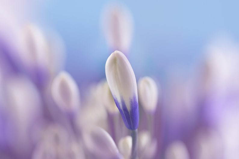 Drokesgreenhouse Agapanthus africanus Twister Plant