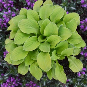 May include: A vibrant, close-up view of a hosta plant with large, light green leaves. The leaves have prominent veins and a slightly ruffled texture. The plant is surrounded by purple flowers and green foliage.