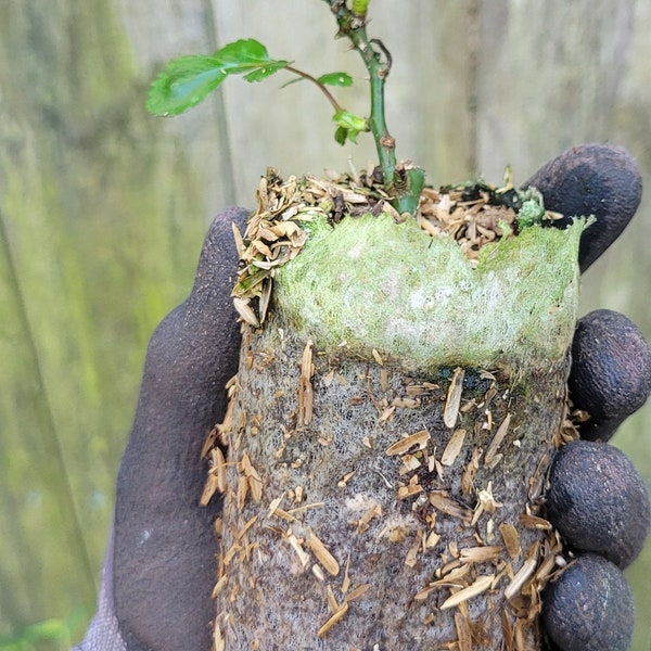 3" Rooted Climbing Rose New Dawn Live Plant Grown From Own Root