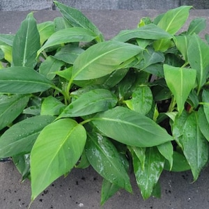 Banana Musa Basjoo Live Starter Plant