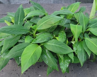 Banana Musa Basjoo Live Starter Plant