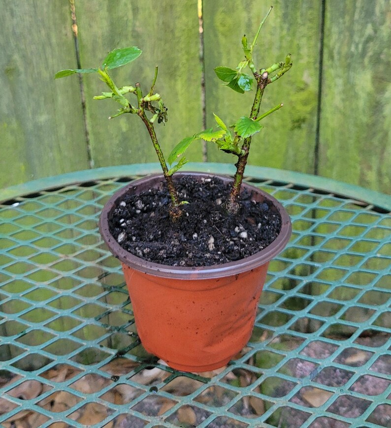Climbing Rose Rosa New Dawn - Thumbnail 2