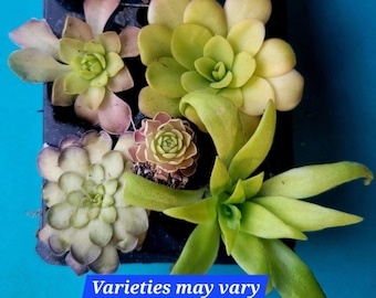 Pinguicula Butterwort Bundle Live Plants Florian Cyclosecta Potosiensis Limited Availability More  Next Week