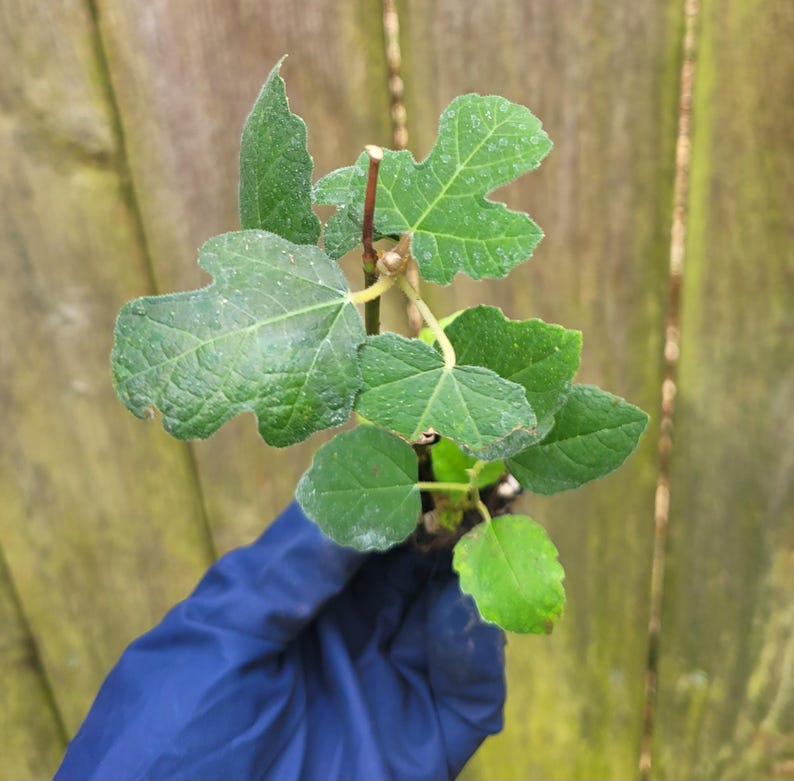 Fig Ree Sapling Fig Fignomenal Live Starter Plant - Etsy