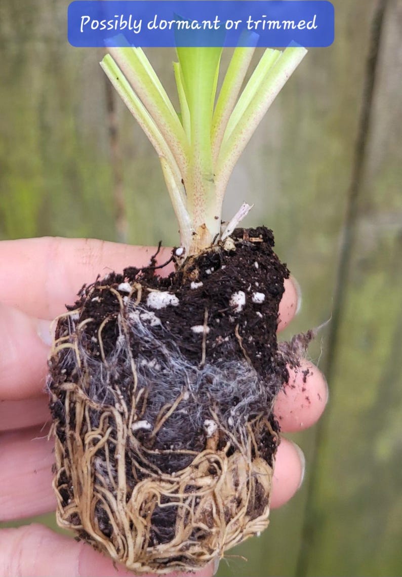 Hosta Dwarf Maui Buttercups Live Starter Plant