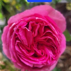 May include: Close-up of a vibrant pink rose in full bloom. The petals are tightly packed, creating a layered effect, with visible water droplets. The image includes a blue rectangle with the text "EXAMPLE IMAGE".