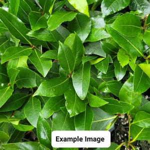 Bay Leaf Tree Laurus nobilis Sweet Bay Laurel Live Starter Plant