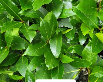 Bay Leaf Tree Laurus nobilis Sweet Bay Laurel Live Starter Plant
