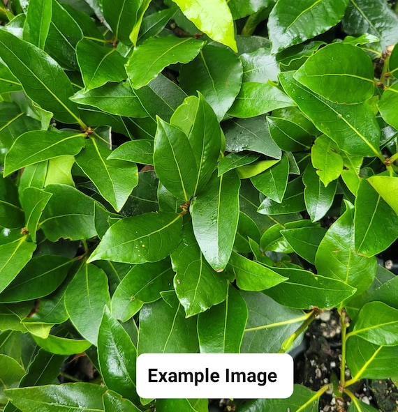 Bay Leaf Tree Laurus nobilis Sweet Bay Laurel Live Starter Plant