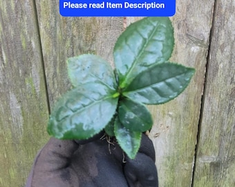 Camellia sinensis var. assamica Large Leaf Tea Plant Tree Shrub Starter Plant