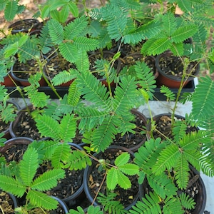 May include: A collection of small potted Mimosa pudica plants, also known as sensitive plants, featuring delicate, compound green leaves with numerous tiny leaflets arranged in a pinnate pattern, all housed in individual brown plastic nursery pots.
