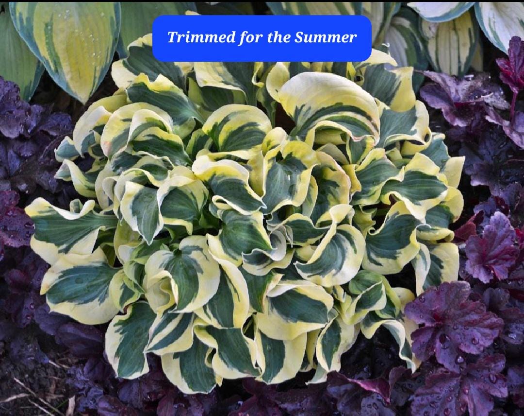 Hosta Miniature Mini Skirt Starter Plant
