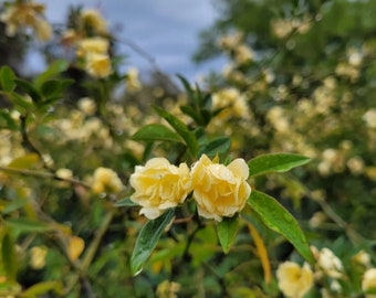 Climbing Rose Lady Banks Yellow One Gallon Live Plant Grown From Own Root