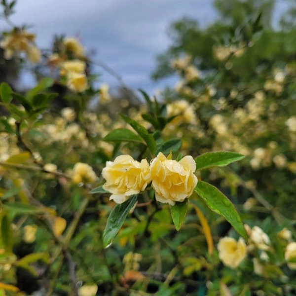 Climbing Rose Lady Banks Yellow One Gallon Live Plant Grown From Own Root