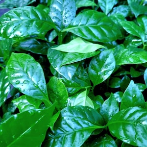 May include: A dense cluster of vibrant green coffee plant leaves, each featuring a glossy, smooth texture and pointed tips. Numerous small, clear water droplets are scattered across the surface of the foliage, highlighting the veins.