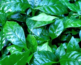 May include: A dense cluster of vibrant green coffee plant leaves, each featuring a glossy, smooth texture and pointed tips. Numerous small, clear water droplets are scattered across the surface of the foliage, highlighting the veins.
