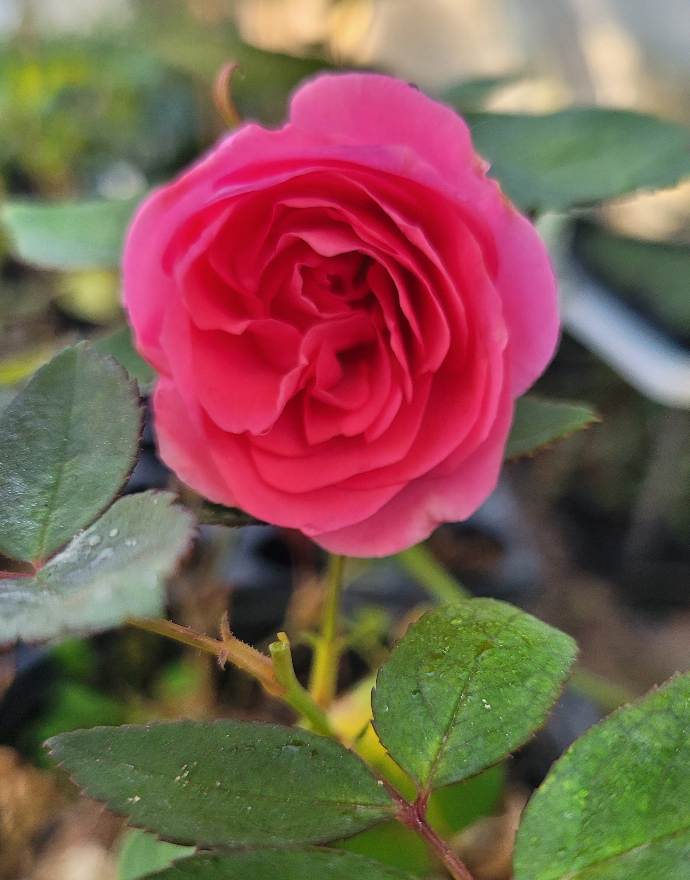 Zephirine Drouhin Starter Plant