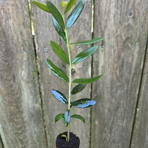 May include: A young olive tree sapling with a slender, upright stem and glossy, dark green lanceolate leaves. The plant is shown with its root ball exposed, featuring dark, moist soil held together in a cylindrical shape, ready for planting.