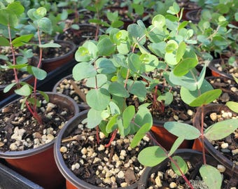 Eucalyptus Silver Dollar Live 4” Potted Plant Aromatic Starter Easy Grower