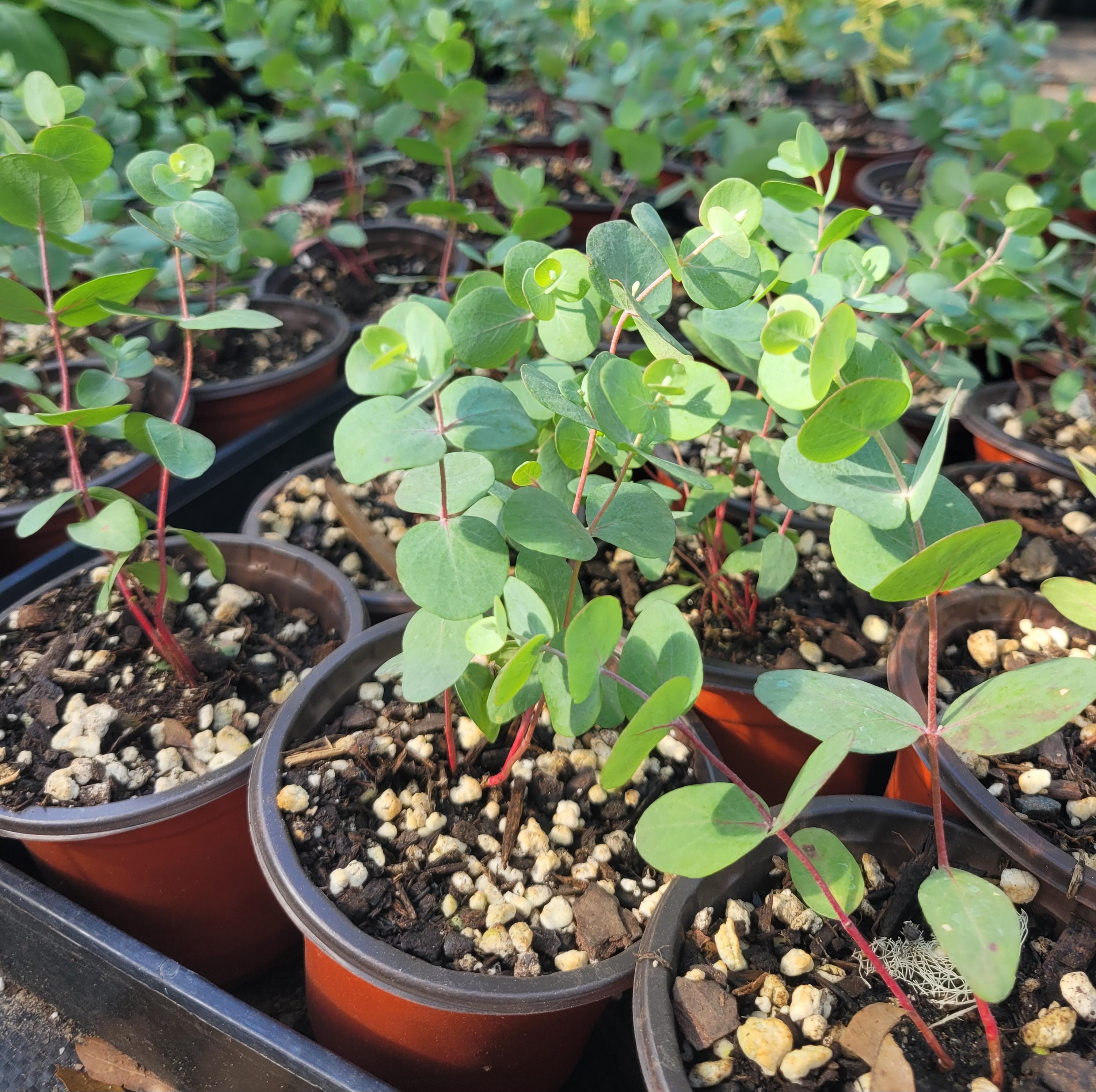 Live Eucalyptus Plant - Etsy