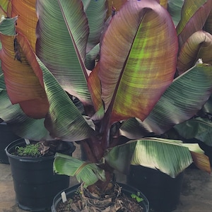 Red Banana Musa Red Abyssinian Ensete Maurelli Starter Plant