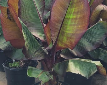 Red Banana Musa Red Abyssinian Ensete Maurelli Starter Plant