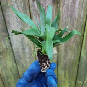 May include: A small green plant with long, pointed leaves. The plant is held in a blue gloved hand, revealing the roots and soil. The background is a weathered wooden fence.