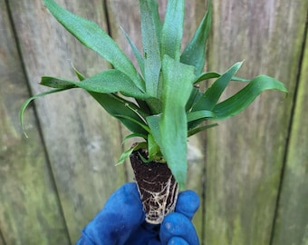 Pineapple Sugarloaf Live Starter Plant