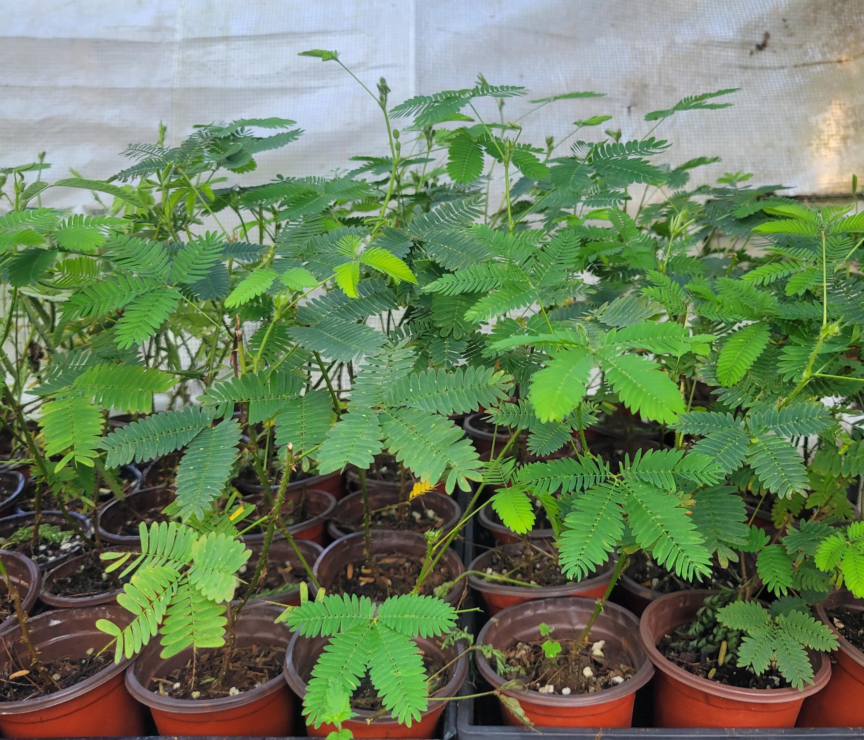 Mimosa pudica Sensitive Starter Plant