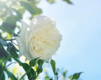 Climbing Rose White Dawn Lightly Rooted One Gallon Live Plant Grown From Own Root