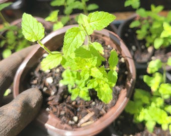 Strawberry Mint Starter Plant In 4 &quot; Pot