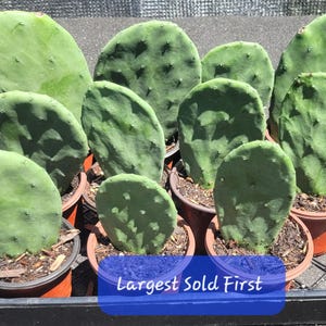 Thornless Cactus - Etsy