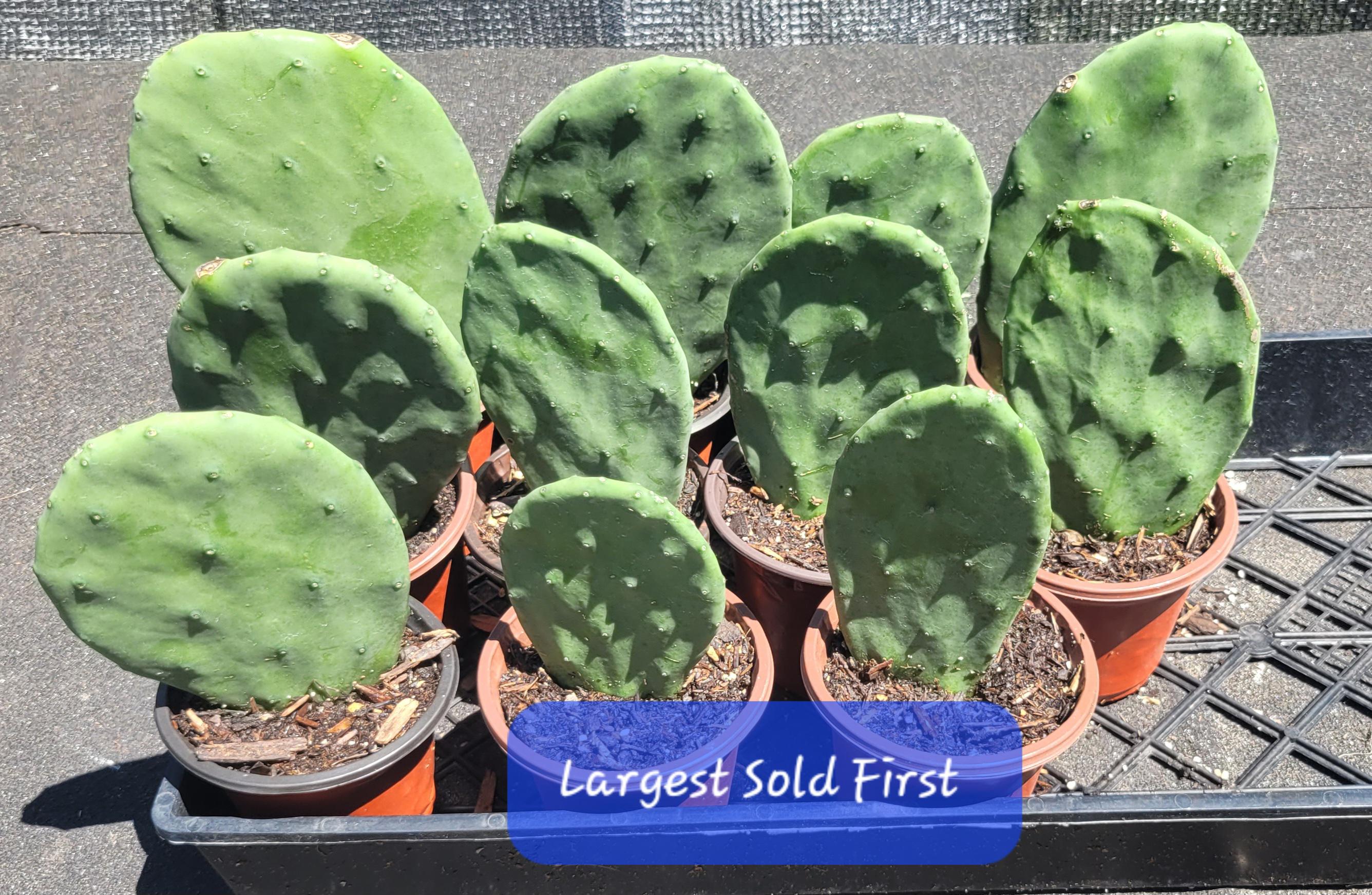 Opuntia Ellisiana – Thornless Prickly Pear Cactus Nearly Spineless