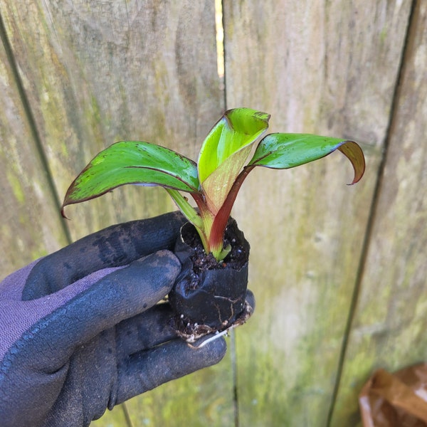 3 Red Banana Musa Red Abyssinian Ensete Maurelli Live Starter Plants