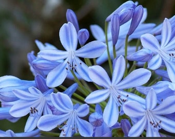 Agapanthus Blue Lily Of The Nile One Rooted Bulb