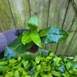 1 Laurus nobilis Bay Leaf Tree Sweet Bay Laurel Bay