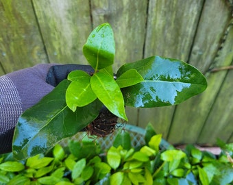 1 Laurus nobilis Bay Leaf Tree Sweet Bay Laurel Bay