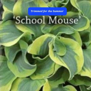 Hosta Mini School Mouse Starter Plant