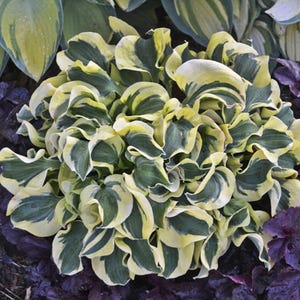 May include: A close-up of a hosta plant with large, ruffled leaves. The leaves are a mix of green and creamy yellow, creating a striking contrast. The plant is surrounded by other plants with dark purple leaves.